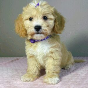 Rike Maltipoo Rike Maltipoo