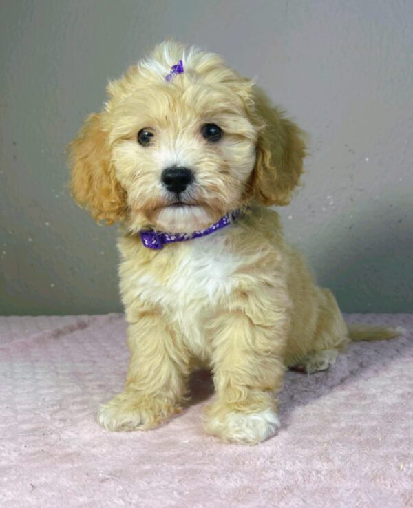 Rike Maltipoo Rike Maltipoo