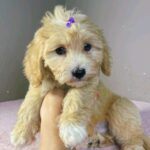 Rike-male-maltipoo-puppy-for-sale- (4)