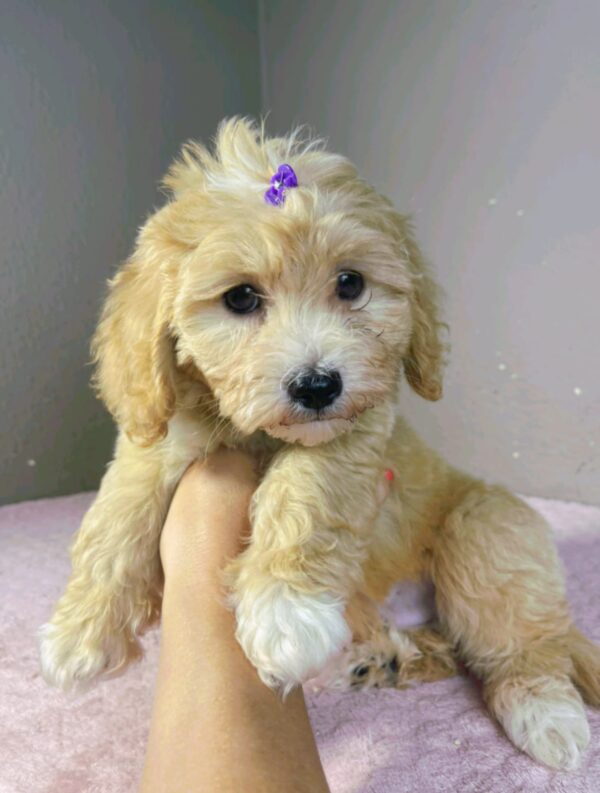 Rike Maltipoo Rike Maltipoo