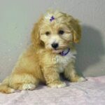Rike-male-maltipoo-puppy-for-sale- (5)