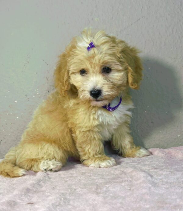 Rike Maltipoo Rike Maltipoo
