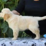 Rocco-male-golden-retriver-puppy-for-sale-1 (1)