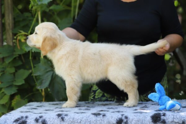 Rocco Golden Retriever Rocco Golden Retriever