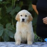 Rocco-male-golden-retriver-puppy-for-sale-1 (2)