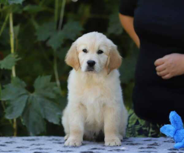 Rocco Golden Retriever Rocco Golden Retriever