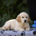 Rocco-male-golden-retriver-puppy-for-sale-1 (3)