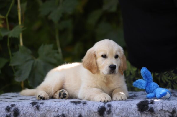 Rocco Golden Retriever Rocco Golden Retriever