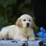 Rocco-male-golden-retriver-puppy-for-sale-1 (4)