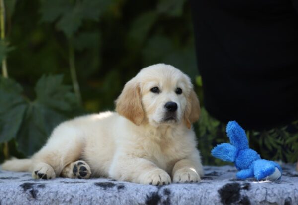 Rocco Golden Retriever Rocco Golden Retriever