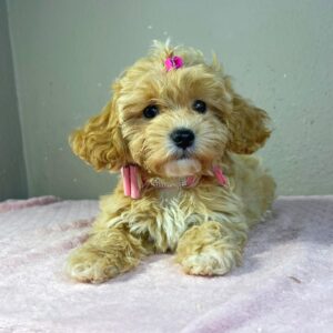 Rosa Maltipoo Rosa Maltipoo