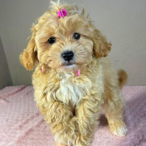 Rosa Maltipoo Rosa Maltipoo