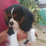 Rosie-female-CKC-puppy-for-sale- (1)