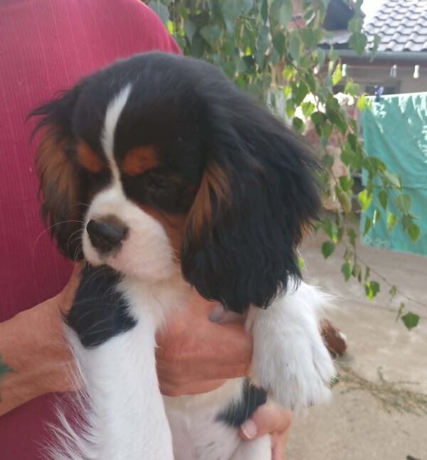 Rosie Cavalier King Charles Spaniel Rosie Cavalier King Charles Spaniel