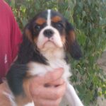 Rosie-female-CKC-puppy-for-sale- (2)