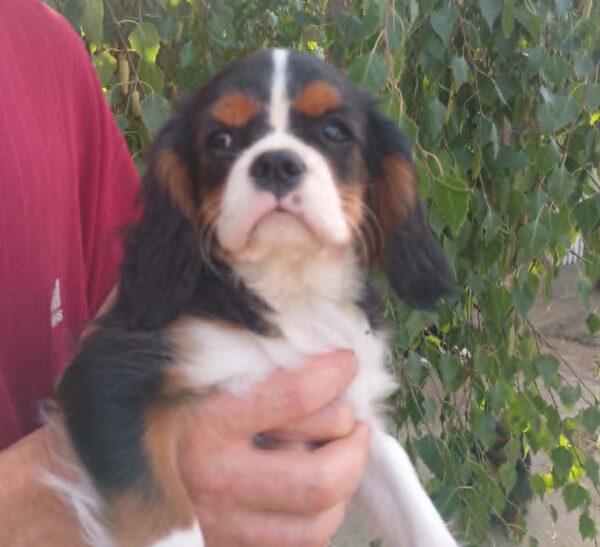 Rosie Cavalier King Charles Spaniel Rosie Cavalier King Charles Spaniel