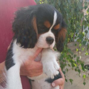 Rosie Cavalier King Charles Spaniel Rosie Cavalier King Charles Spaniel
