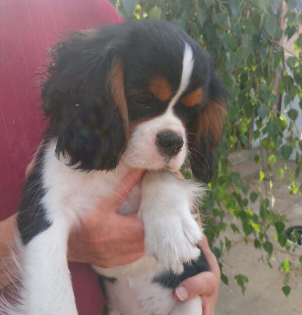Rosie Cavalier King Charles Spaniel Rosie Cavalier King Charles Spaniel
