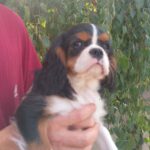 Rosie-female-CKC-puppy-for-sale- (4)