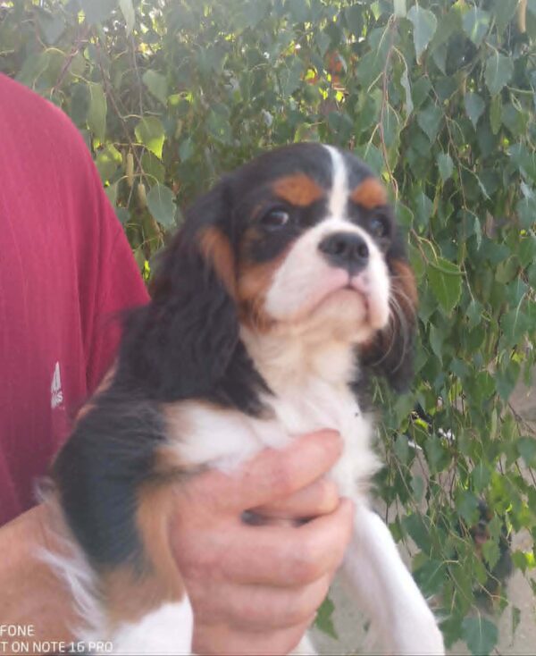 Rosie Cavalier King Charles Spaniel Rosie Cavalier King Charles Spaniel