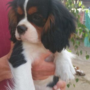 Rosie Cavalier King Charles Spaniel Rosie Cavalier King Charles Spaniel
