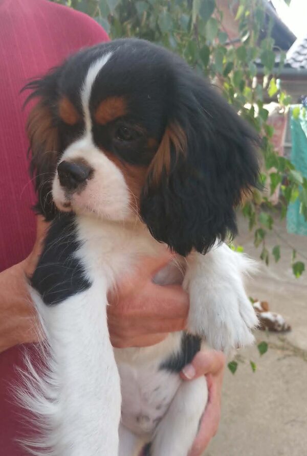 Rosie Cavalier King Charles Spaniel Rosie Cavalier King Charles Spaniel