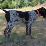 Rumli-male-deutsch-drahtaar-puppy-for-sale- (1)