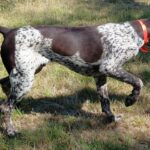 Rumli-male-deutsch-drahtaar-puppy-for-sale- (2)