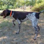 Rumli-male-deutsch-drahtaar-puppy-for-sale- (3)