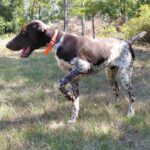 Rumli-male-deutsch-drahtaar-puppy-for-sale- (4)