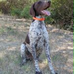 Rumli-male-deutsch-drahtaar-puppy-for-sale- (5)