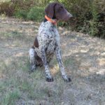 Rumli-male-deutsch-drahtaar-puppy-for-sale- (6)
