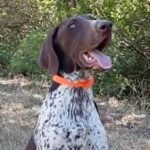 Rumli-male-deutsch-drahtaar-puppy-for-sale- 7