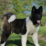 Sakura-female-Akita-puppy-for-sale-1