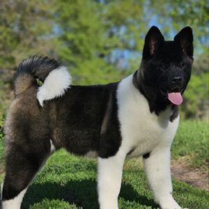 Sakura American Akita Sakura American Akita