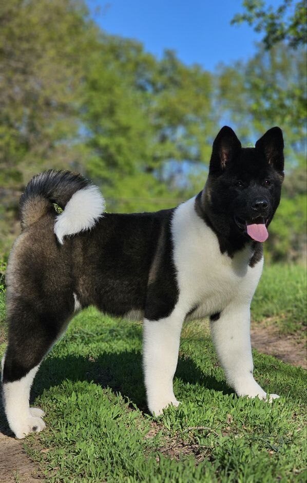 Sakura American Akita Sakura American Akita