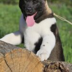 Sakura-female-Akita-puppy-for-sale-2