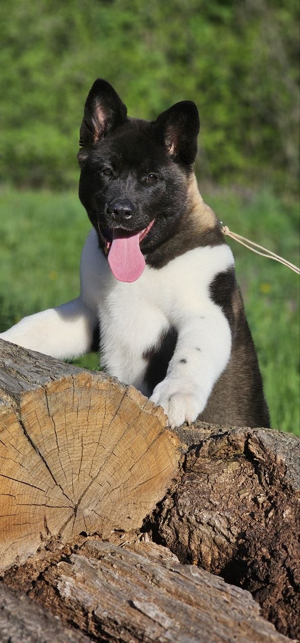 Sakura American Akita Sakura American Akita