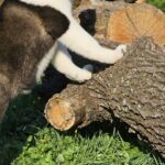 Sakura-female-Akita-puppy-for-sale-3