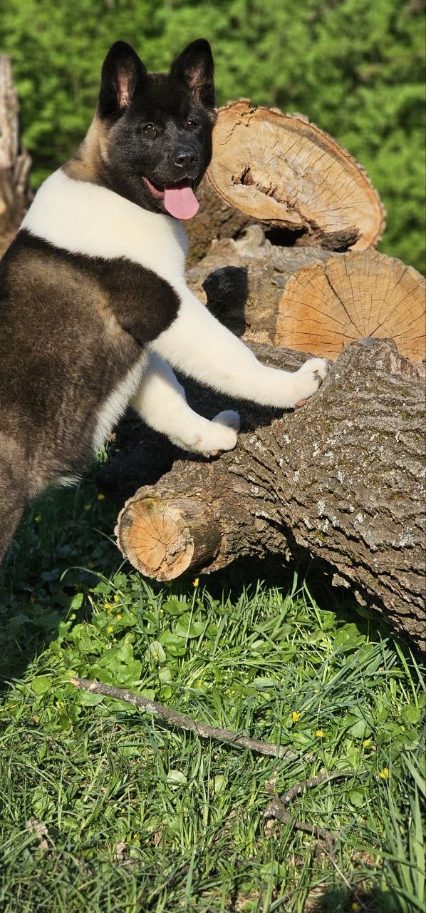 Sakura American Akita Sakura American Akita