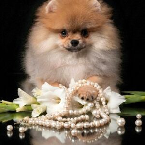 Samira Pomeranian Samira Pomeranian