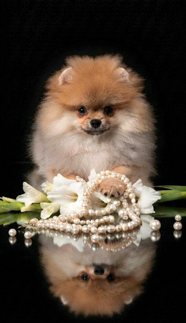Samira Pomeranian Samira Pomeranian