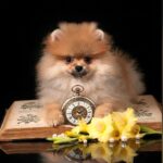 Samira-female-Pomeranian puppy-for-sale-2