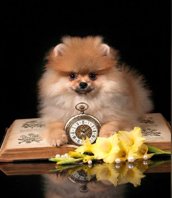 Samira Pomeranian Samira Pomeranian