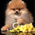 Samira-female-Pomeranian puppy-for-sale-3