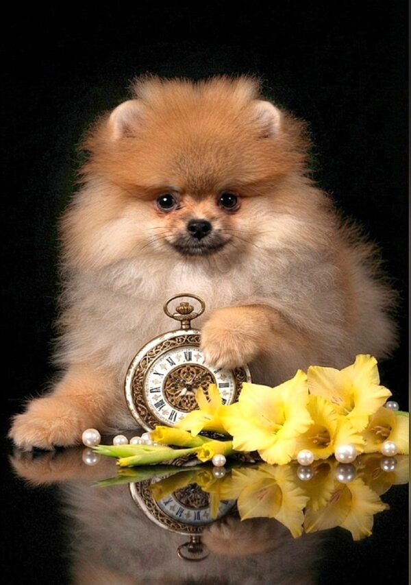 Samira Pomeranian Samira Pomeranian