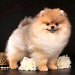 Santa-female-Pomeranian puppy-for-sale-1