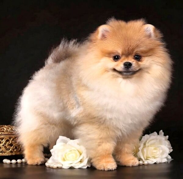 Santa Pomeranian Santa Pomeranian