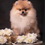 Santa-female-Pomeranian puppy-for-sale-2
