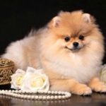 Santa-female-Pomeranian puppy-for-sale-3